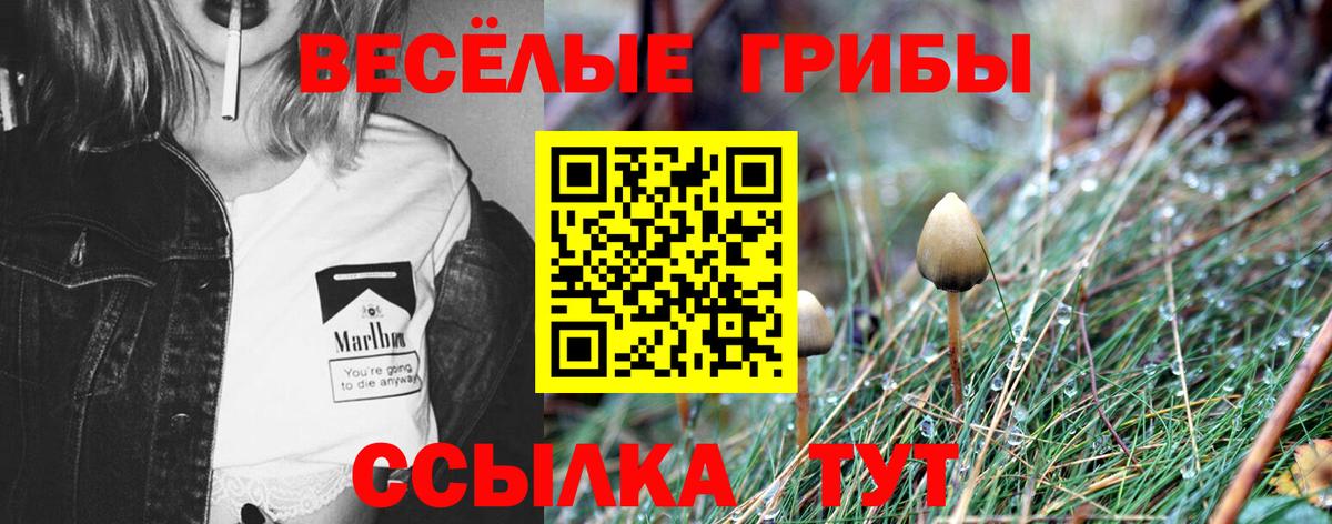 Курчатов  Галлюциногенные грибы мухоморы  Вход с VPN 